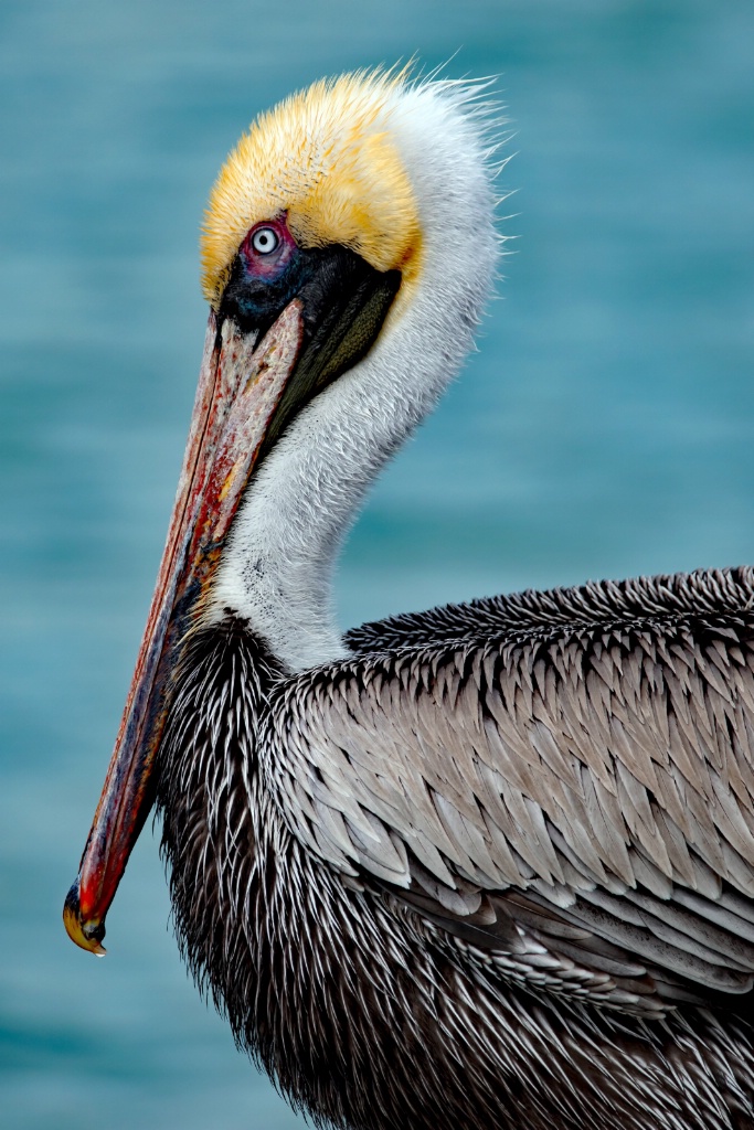 Clearwater Pelican