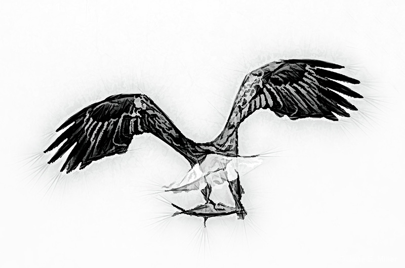 Black and White Eagle Sketch