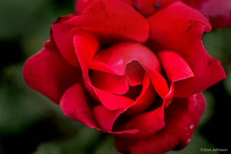 Rio Red Rose 6-8-17 060