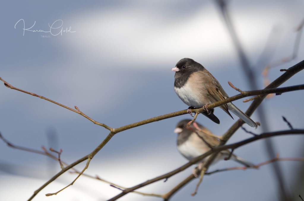 Dark Eyed Junco's