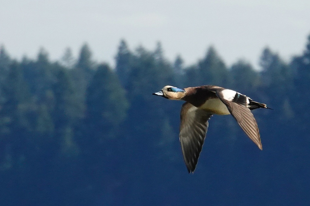 American Wigeon Drake in Flight - ID: 15524454 © John Tubbs