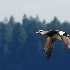 2American Wigeon Drake in Flight - ID: 15524454 © John Tubbs