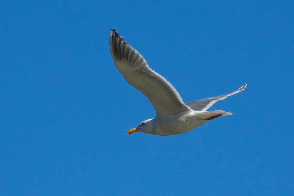 Glaucous-winged Gull in Flight - ID: 15524455 © John Tubbs