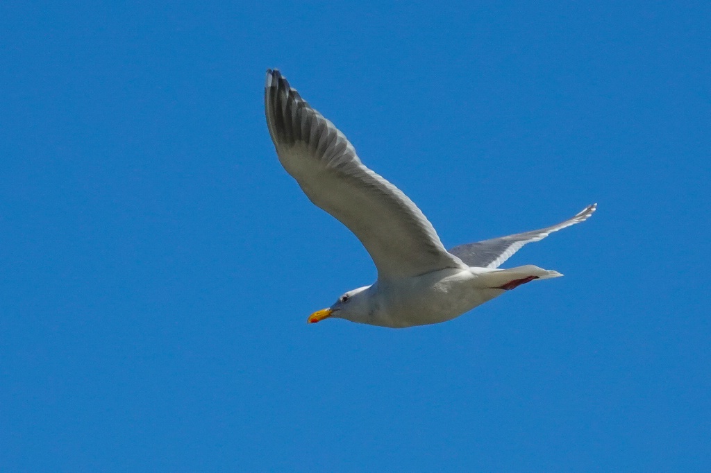 Glaucous-winged Gull in Flight