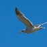 2Glaucous-winged Gull in Flight - ID: 15524455 © John Tubbs