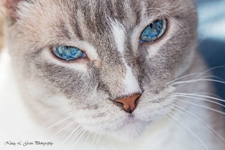 Mr. Blue Eyes