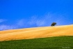 Colorful loneline...