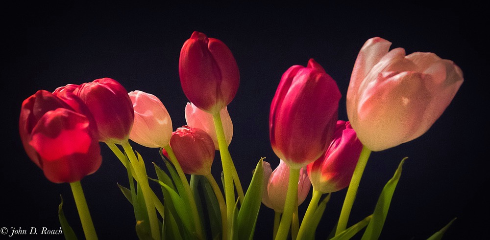Anns Tulips-1