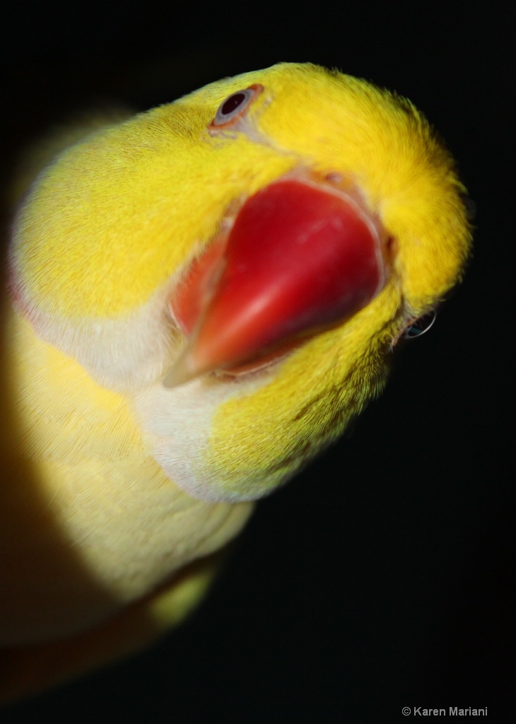 INDIAN RINGNECK