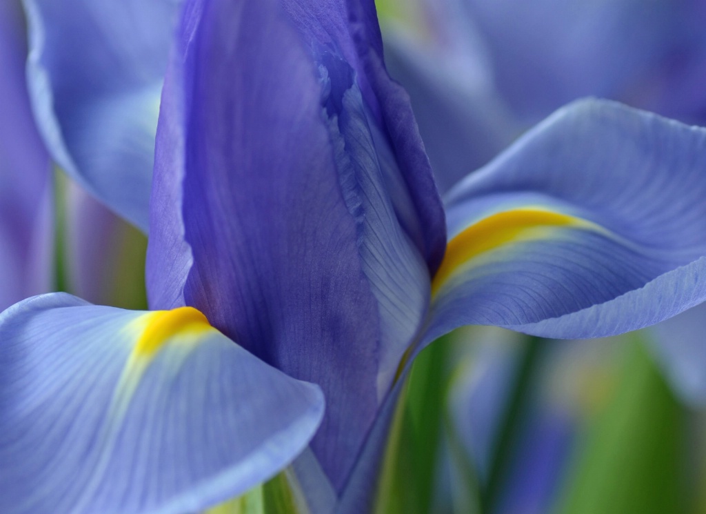 Iris Blue