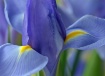 Iris Blue