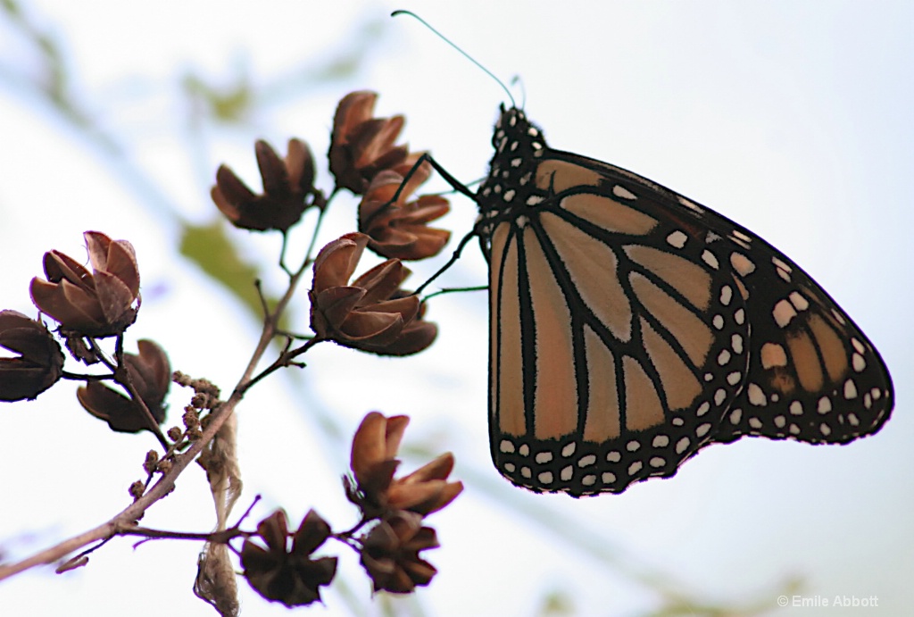 Almost Monarch time - ID: 15526574 © Emile Abbott