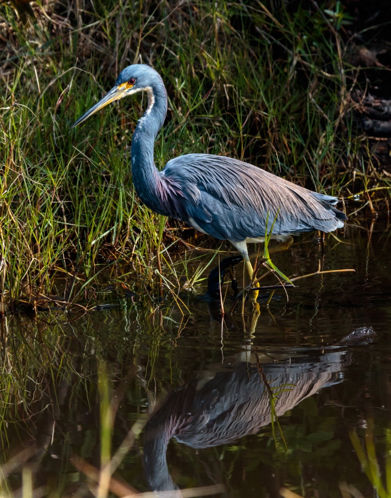 MGL8441 Tricolor Heron - ID: 15526598 © John A. Roquet