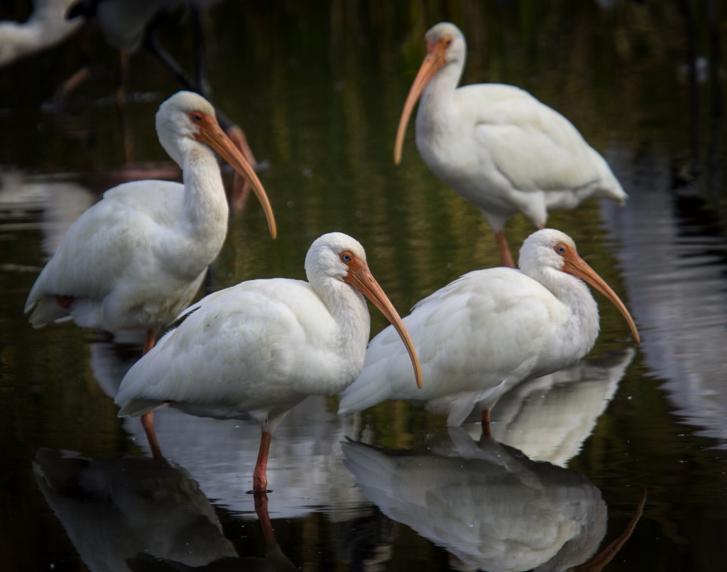 IMGL8249 American White Ibis - ID: 15526602 © John A. Roquet