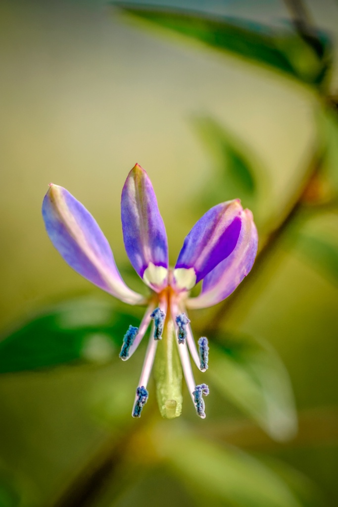 Beauty of little flower