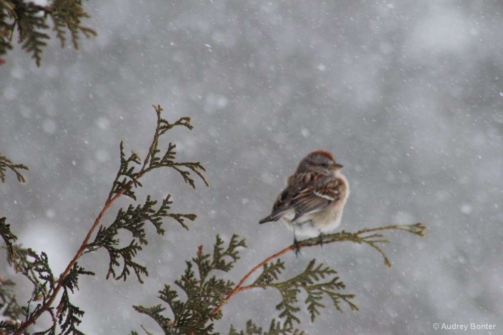 One Last look at Winter