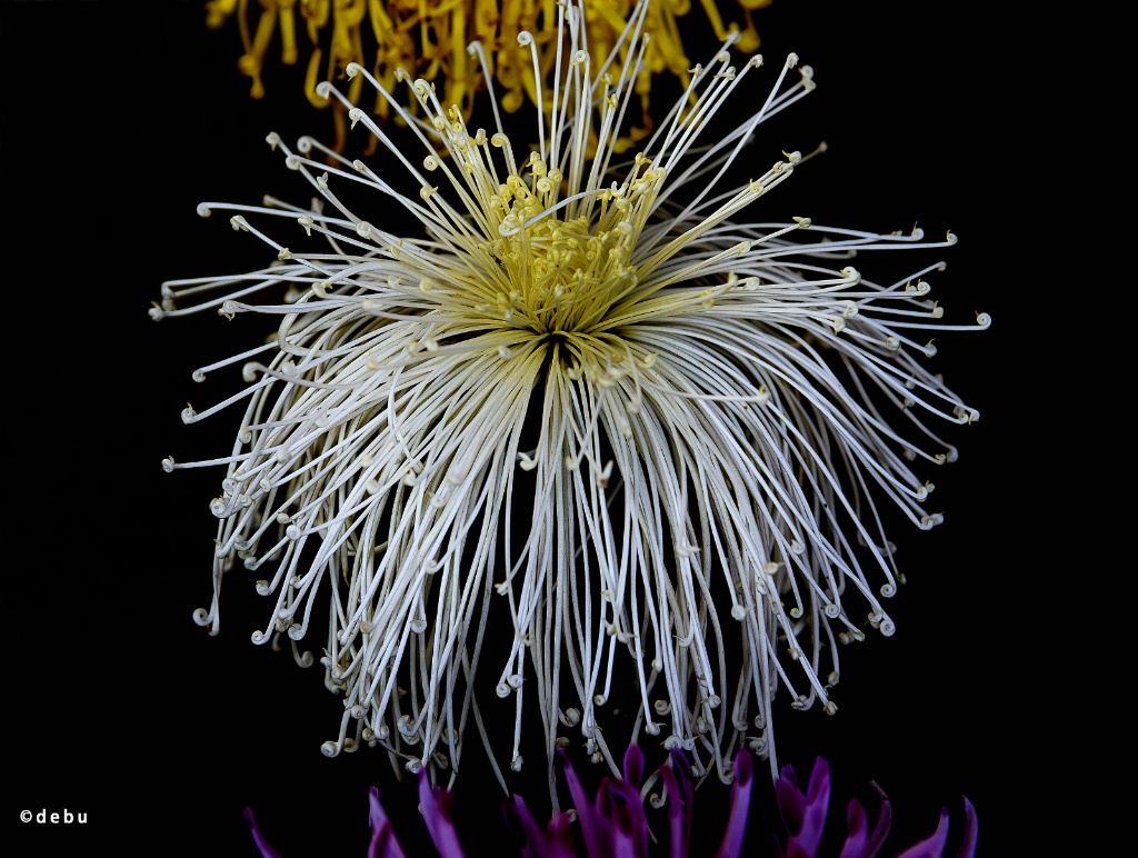 White spider Chrysanthemum