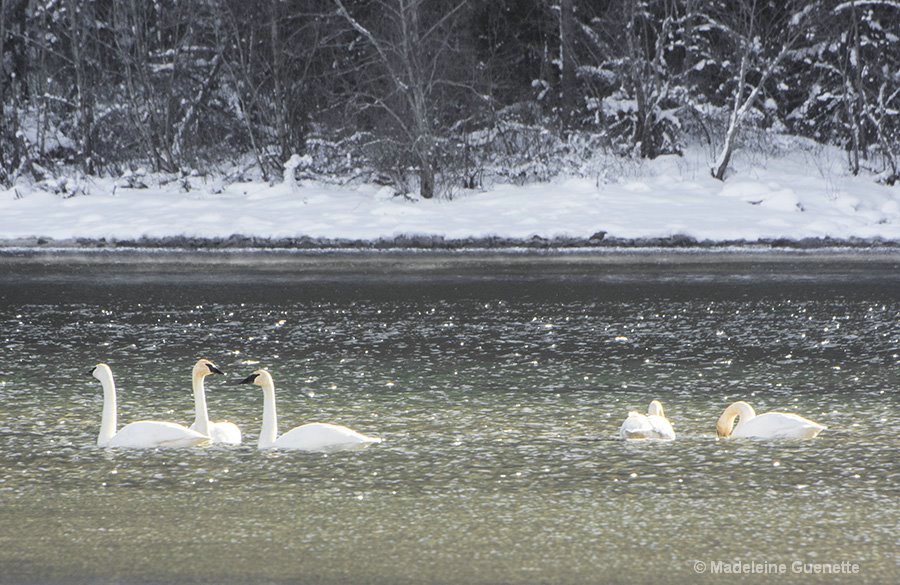 Trumpeters swans
