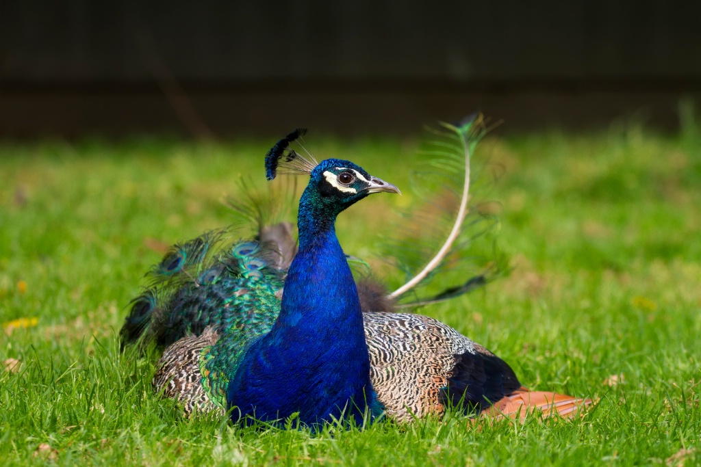 When you're having a bad feather day