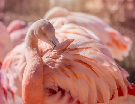 Flamingo