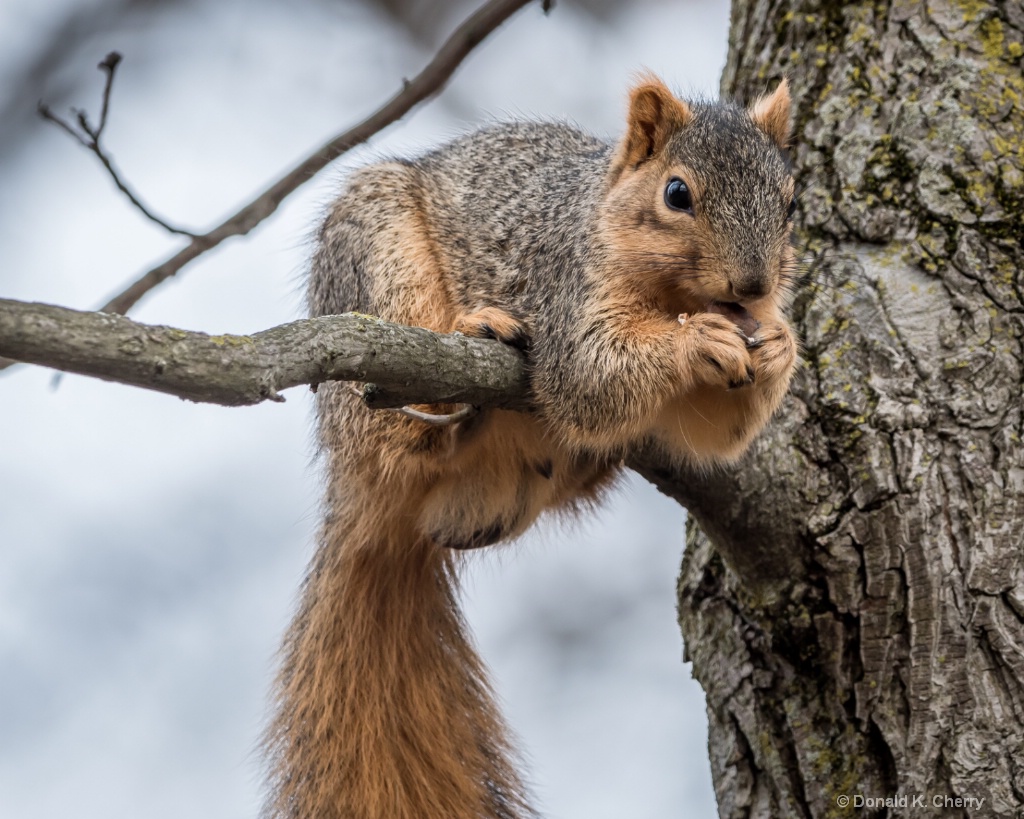 Out On A Limb