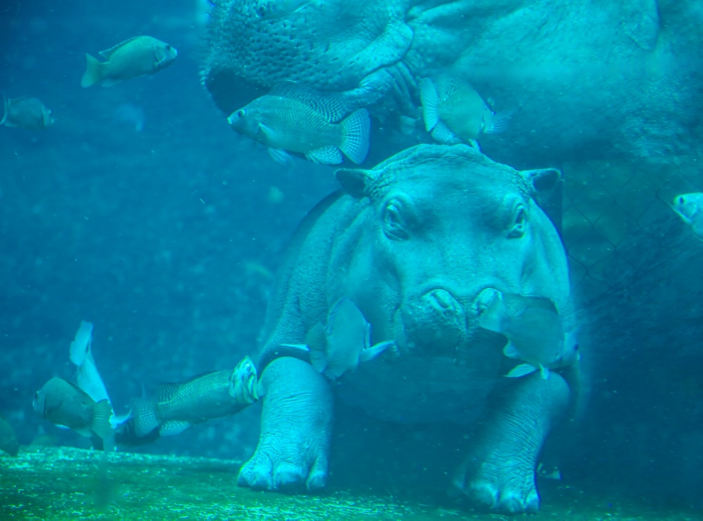 Diving with a baby Hippo! 