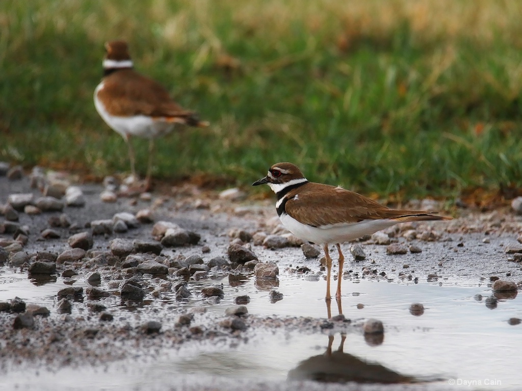 Killdeer