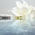 © Angela Atanasio-Medeiros PhotoID# 15529025: Wedding Day Reflections, my bouquet.
