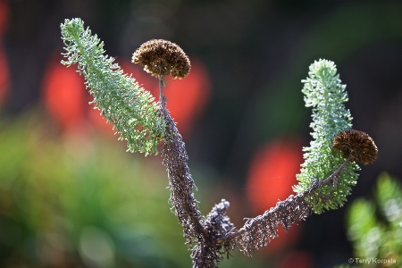 Berkeley Botanical Garden