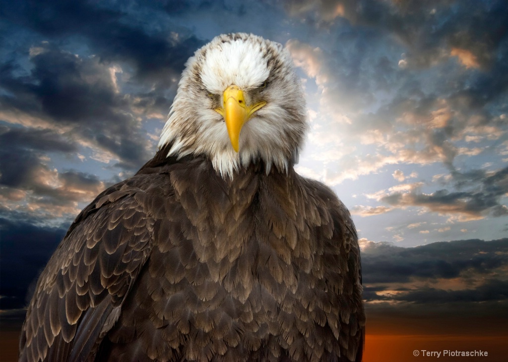 Bald Eagle