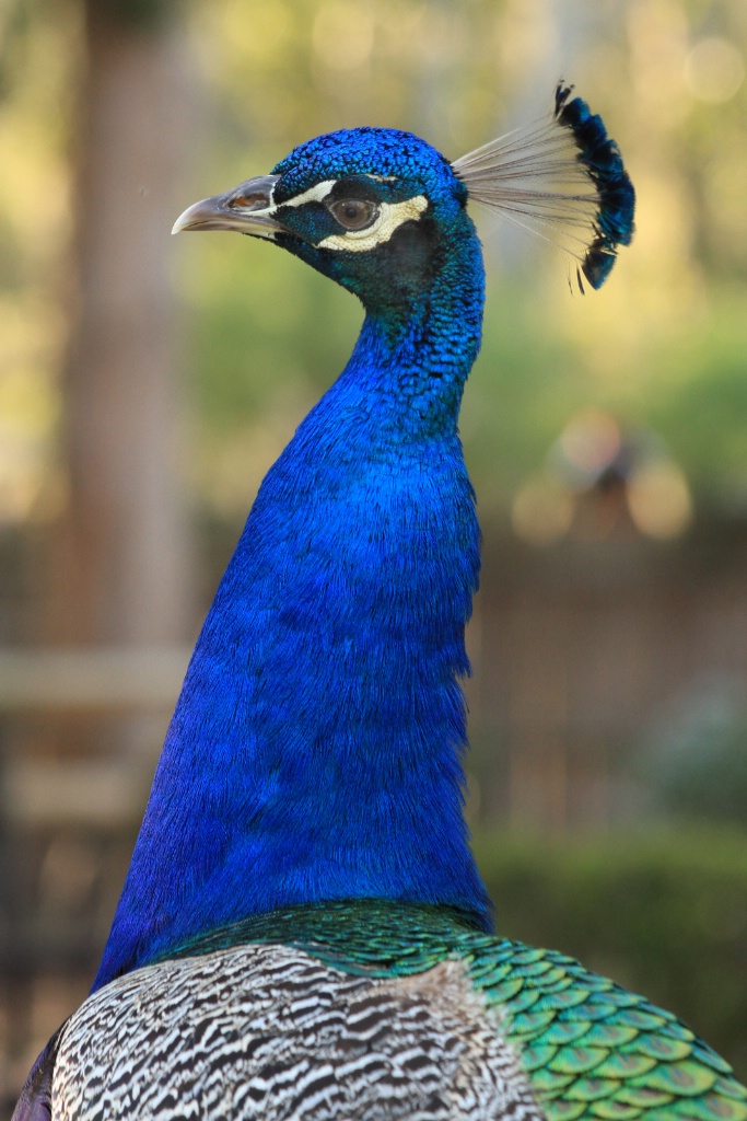 peacock 