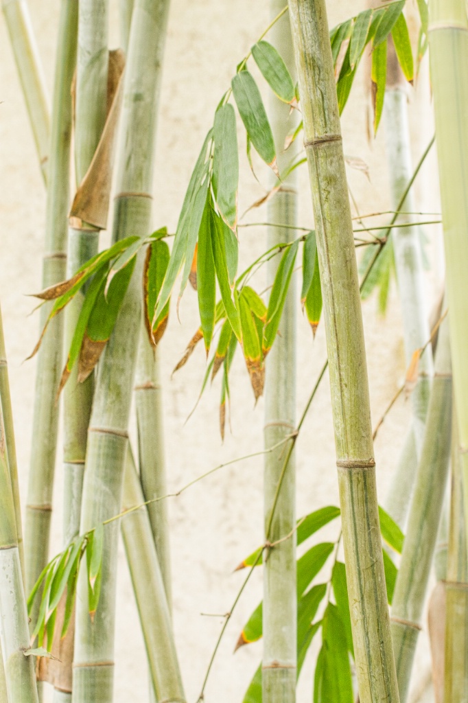 Bamboo Still Life