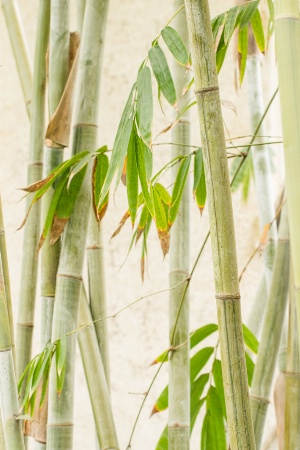 Bamboo Still Life