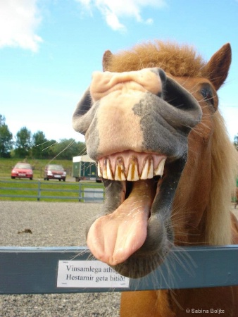 Smiling horse