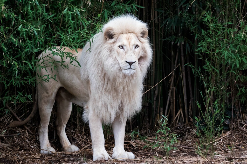 White King - ID: 15529882 © Louise Wolbers