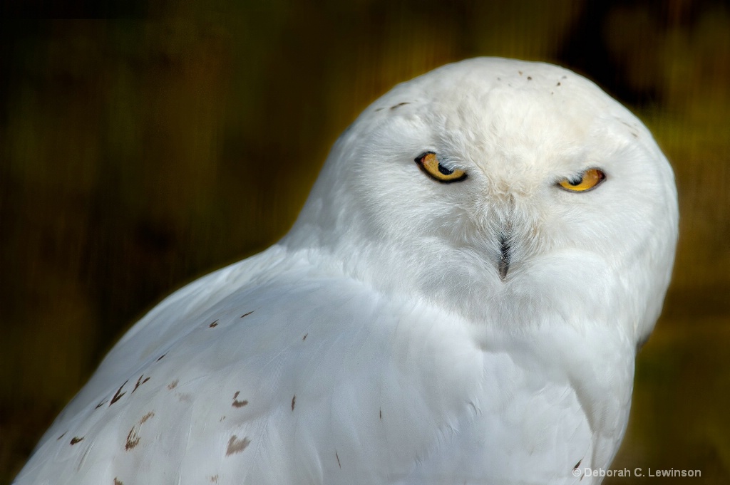 Snowy Owl