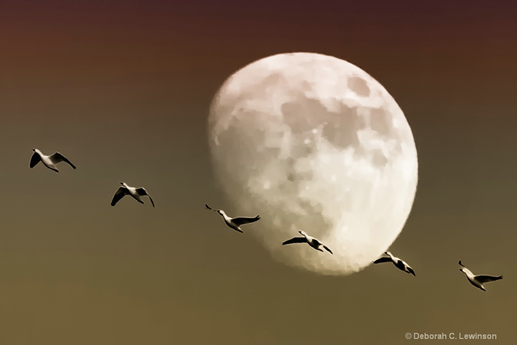 Snow Geese Flight