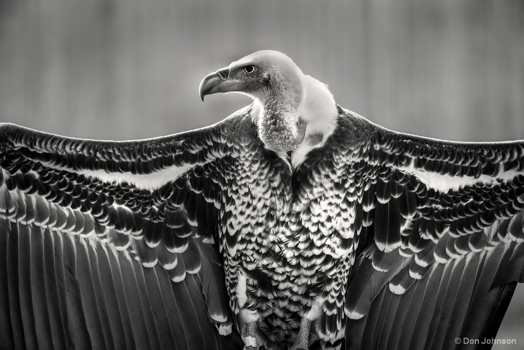 B&W Griffon Vulture 2-20-18 067