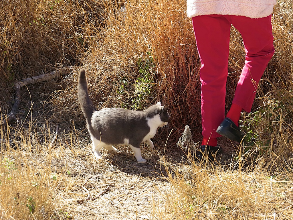 Feeding Ferals