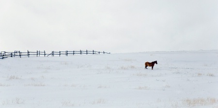 Lone Horse in Winter 