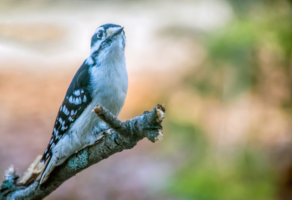 Downy Woodpecker