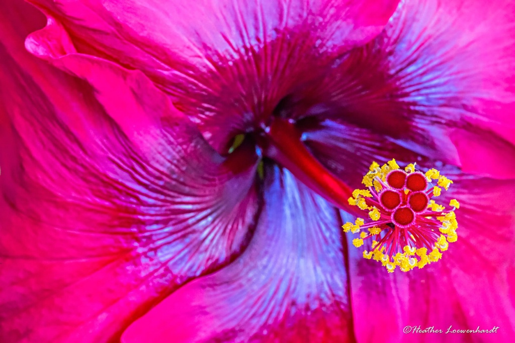 Floral Fireworks