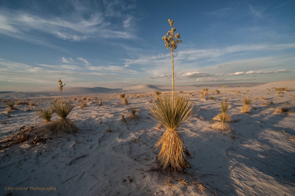 Yucca Plant Scenic