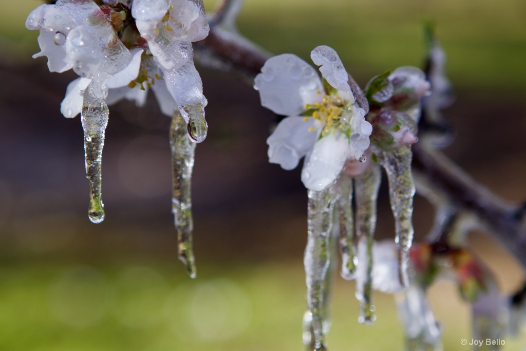 Icy Flowers