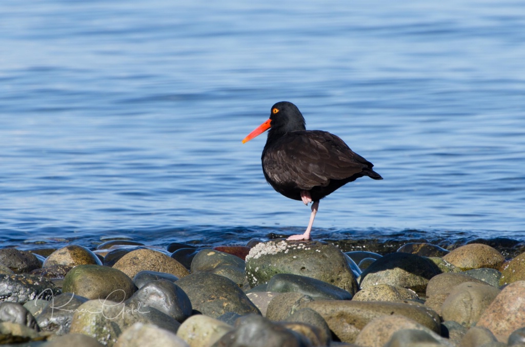 Black Oyster Catcher