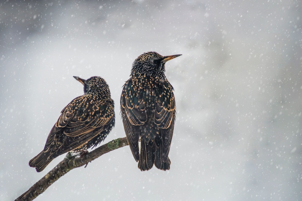 Two Starlings