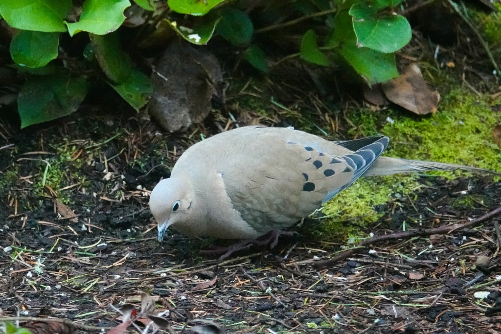 Mourning Dove in Yard