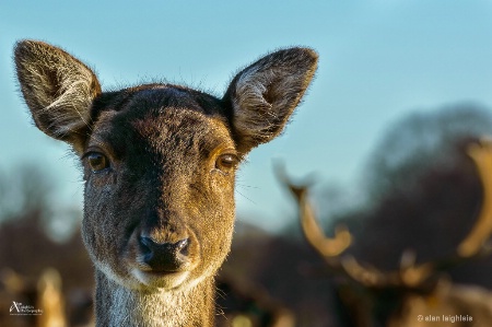 Doe up close