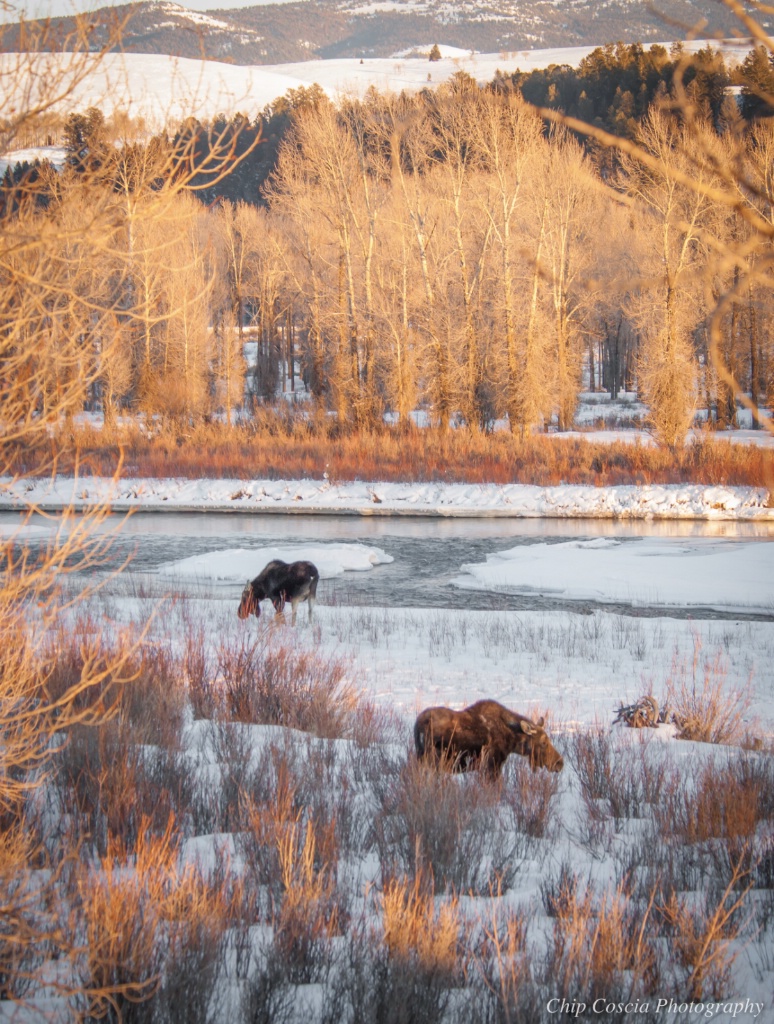 Moose in Snow - ID: 15534149 © Chip Coscia