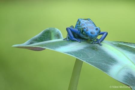 Dyeing Dart Frog